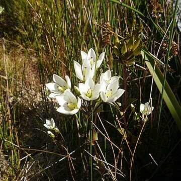 Gentianella bellidifolia unspecified picture