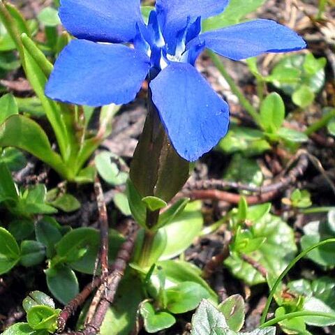 Gentiana unspecified picture