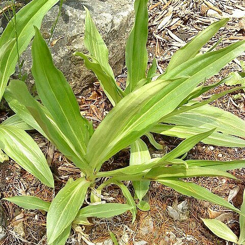 Gentiana tibetica unspecified picture