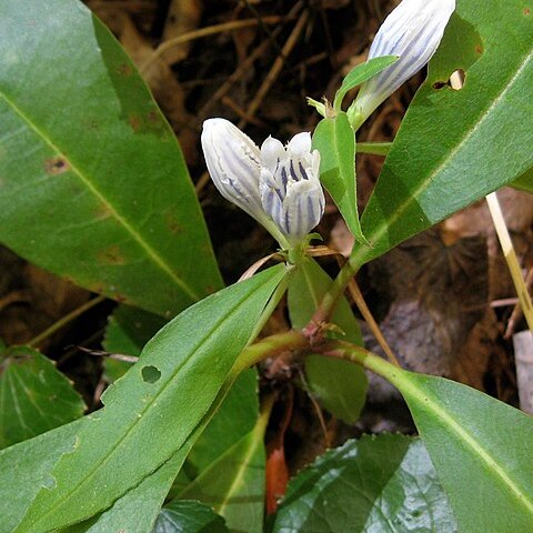 Gentiana decora unspecified picture