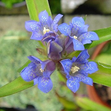 Gentianella moorcroftiana unspecified picture