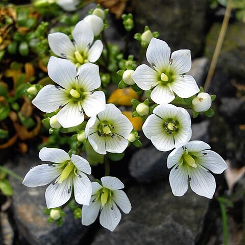 Gentianella saxosa unspecified picture