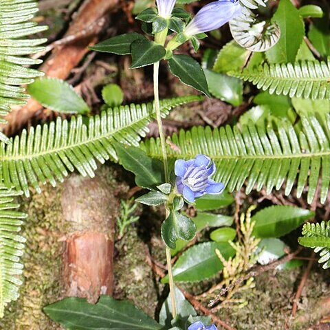 Gentiana sikokiana unspecified picture