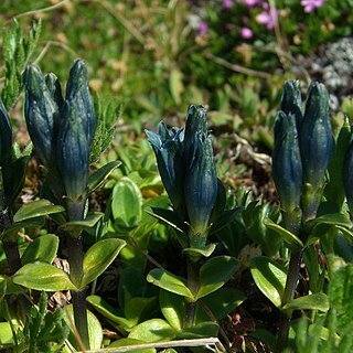 Gentiana glauca unspecified picture