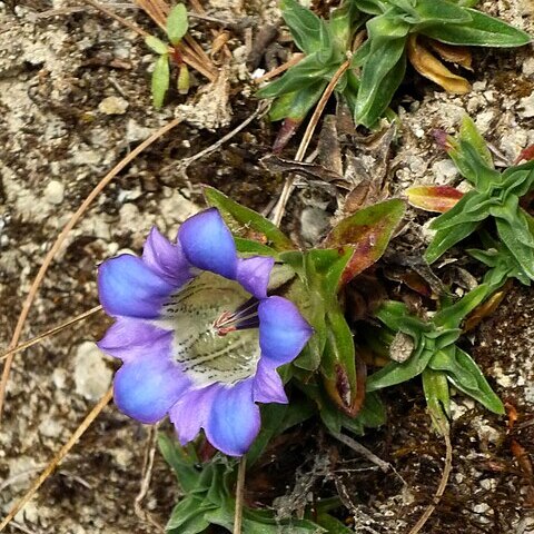 Gentiana ornata unspecified picture