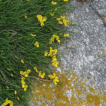 Cytisus scoparius subsp. maritimus unspecified picture