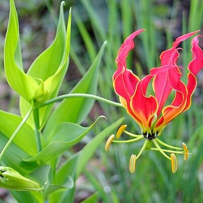 Gloriosa unspecified picture