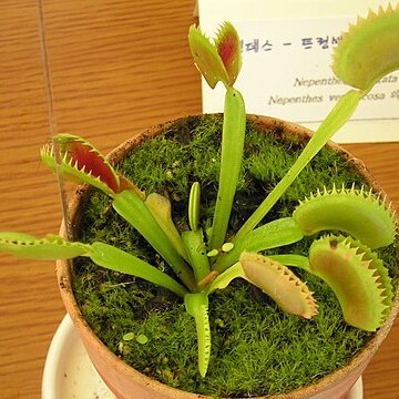 Dionaea unspecified picture