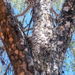 Flindersia maculosa unspecified picture