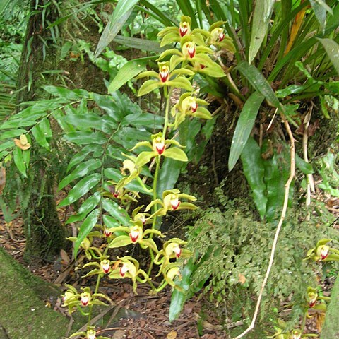 Cymbidium lowianum unspecified picture