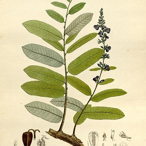 Qualea parviflora unspecified picture