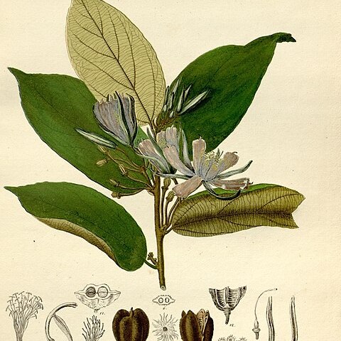 Mollia speciosa unspecified picture