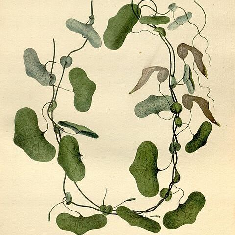 Aristolochia raja unspecified picture