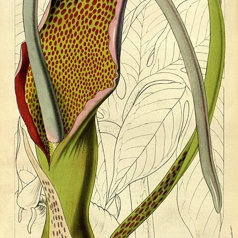 Sauromatum venosum unspecified picture