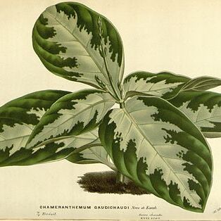 Chamaeranthemum unspecified picture