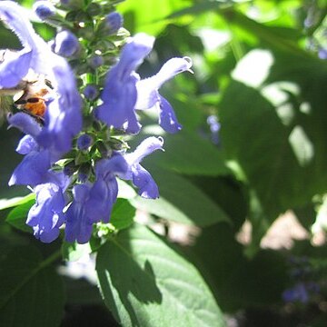 Salvia polystachya unspecified picture