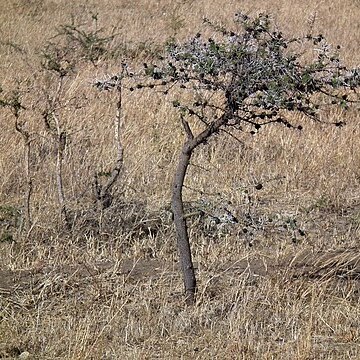 Vachellia drepanolobium unspecified picture