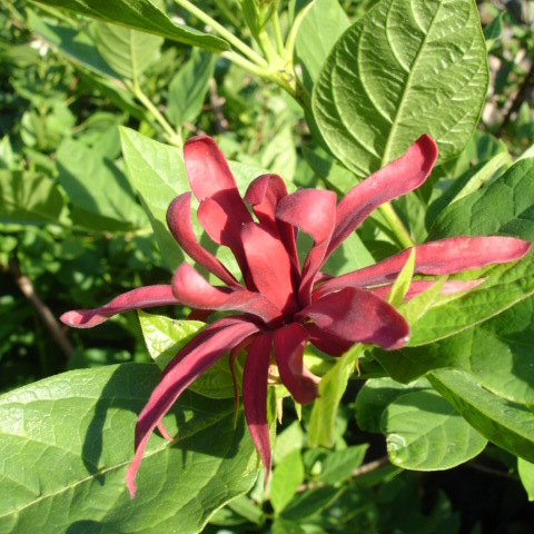 Calycanthus unspecified picture