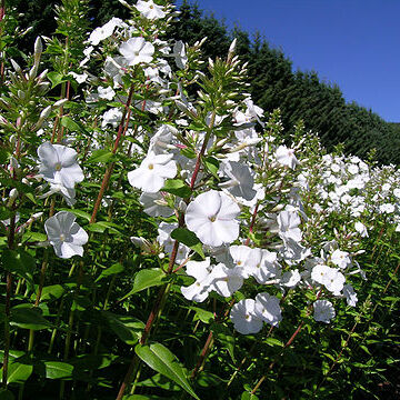 Phlox carolina unspecified picture