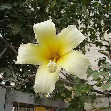 Ceiba insignis unspecified picture