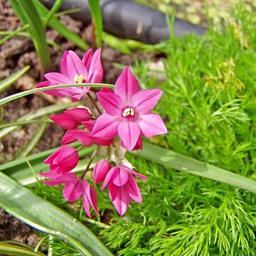 Allium oreophilum unspecified picture