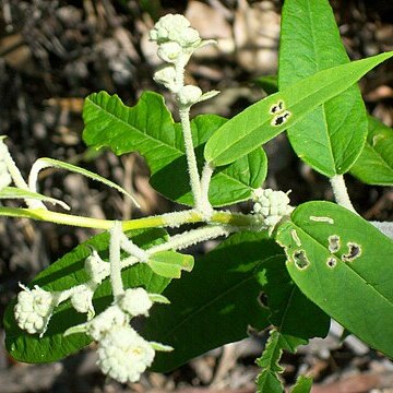 Astrotricha floccosa unspecified picture