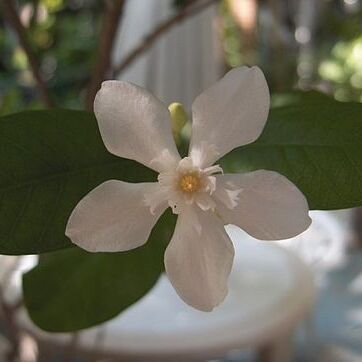 Apocynaceae unspecified picture