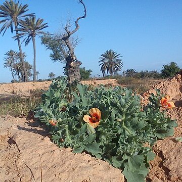 Glaucium elegans unspecified picture