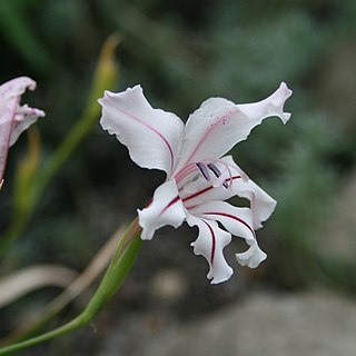 Gladiolus floribundus unspecified picture