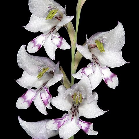 Gladiolus oatesii unspecified picture