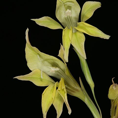 Gladiolus acuminatus unspecified picture