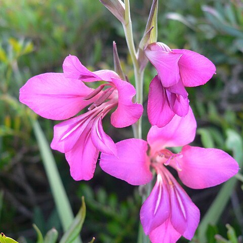 Gladiolus unspecified picture