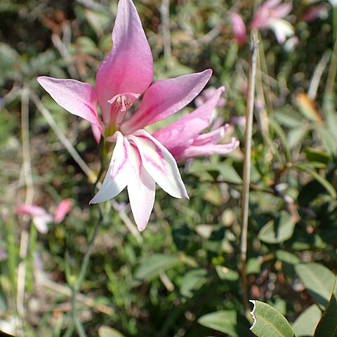 Gladiolus triphyllus unspecified picture