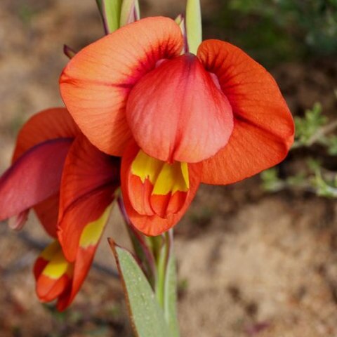 Gladiolus equitans unspecified picture