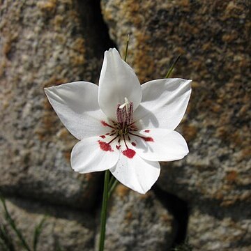 Gladiolus debilis unspecified picture