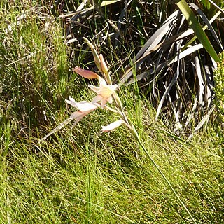 Gladiolus monticola unspecified picture