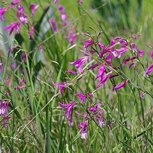 Gladiolus anatolicus unspecified picture