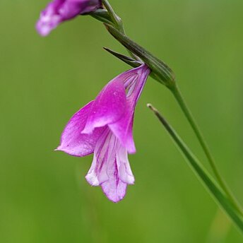 Gladiolus kotschyanus unspecified picture