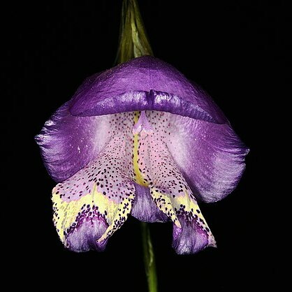 Gladiolus bullatus unspecified picture