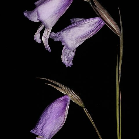 Gladiolus bullatus unspecified picture