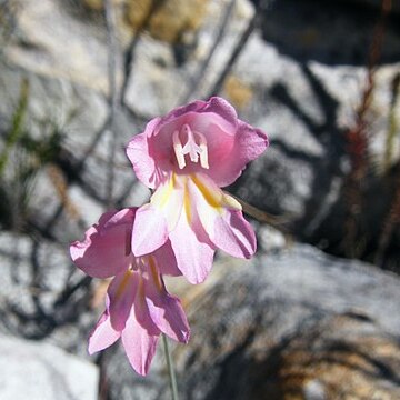 Gladiolus brevifolius unspecified picture