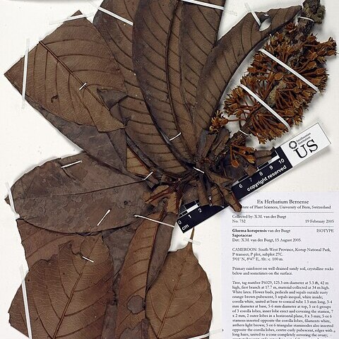 Gluema korupensis unspecified picture