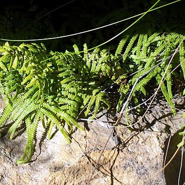 Gleichenia rupestris unspecified picture