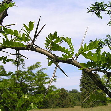 Gleditsia x texana unspecified picture