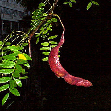 Gleditsia japonica unspecified picture