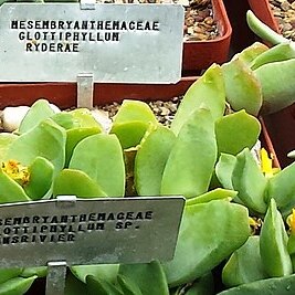 Glottiphyllum linguiforme unspecified picture