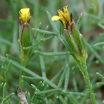 Glossocardia bosvallia unspecified picture