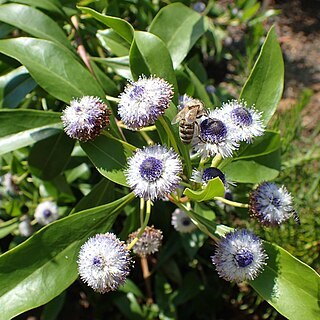 Globularia amygdalifolia unspecified picture