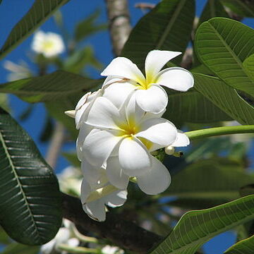 Plumeria unspecified picture