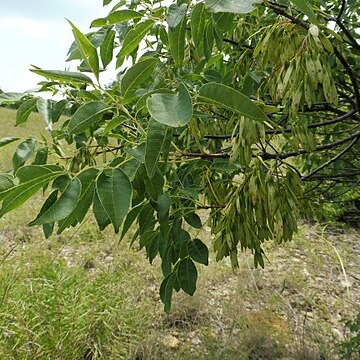 Fraxinus albicans unspecified picture